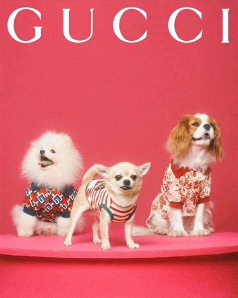 gucci pet limited edition.